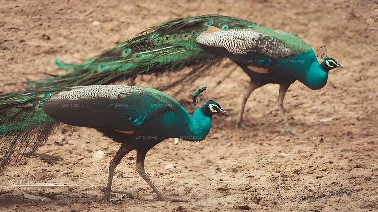 Two peacocks walking on a dirt ground with their vibrant feathers.