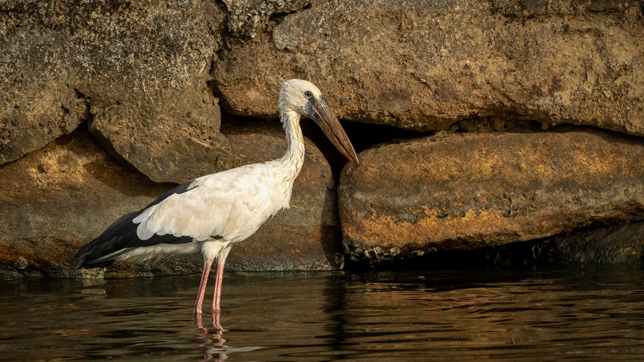 Koggala Lake Kayaking Adventure