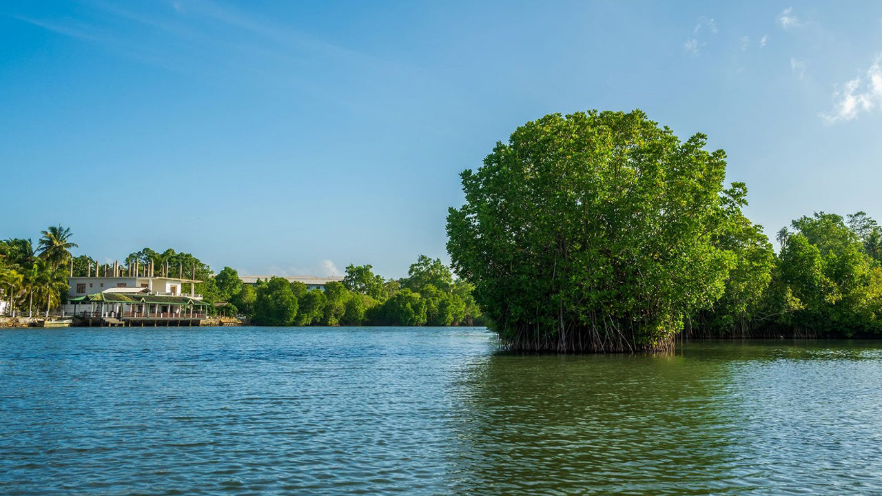 Koggala Lake Kayaking Adventure