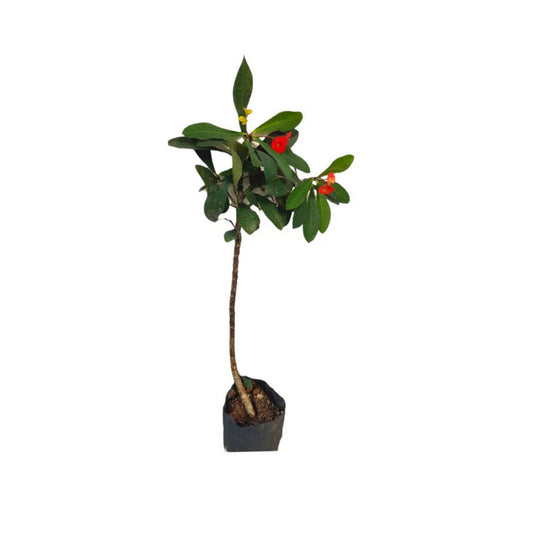 Lakpura® Euphorbia Plant