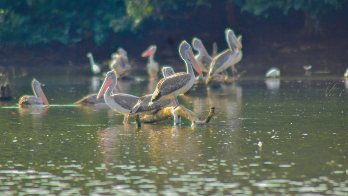 Birdwatching Boat Tour in Habarana Lake