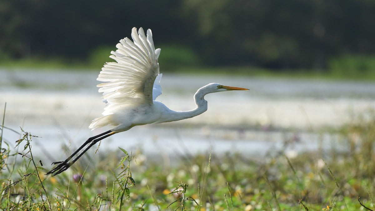 Birdwatching Boat Tour in Habarana Lake