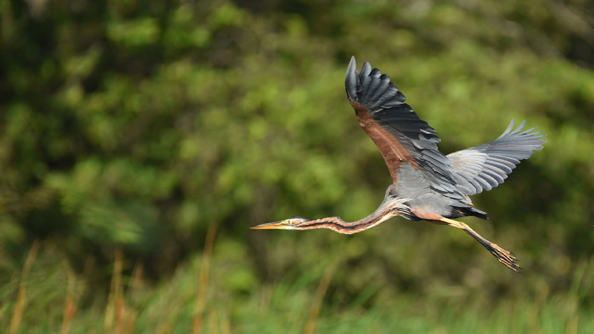 Birdwatching Boat Tour in Habarana Lake