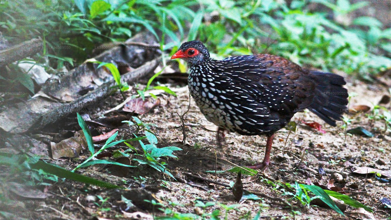 セイロンハイイロサイチョウ – Lakpura®