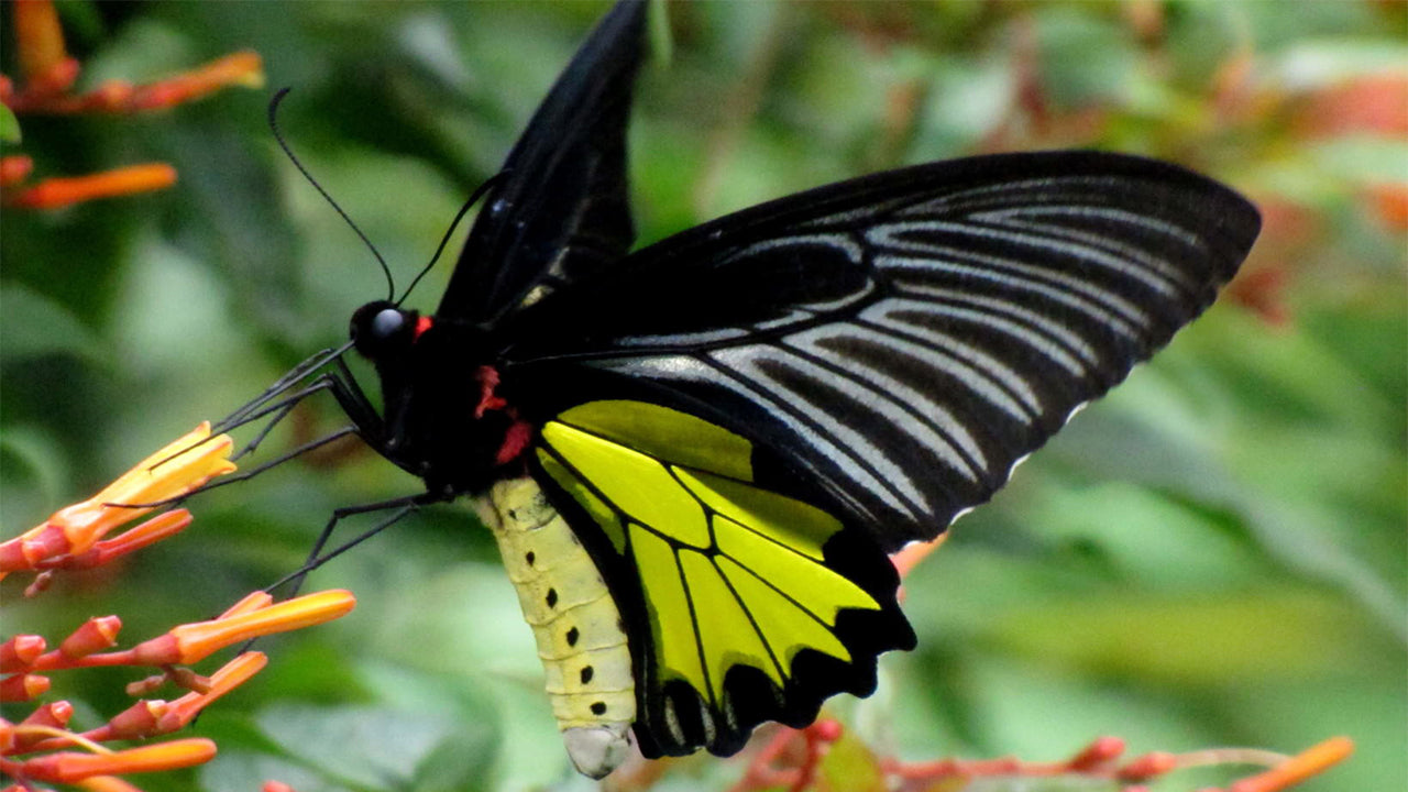 コノハチョウ（1オス、スリランカ産） Kallima_inachus_eucerca_f48oki.jpg
