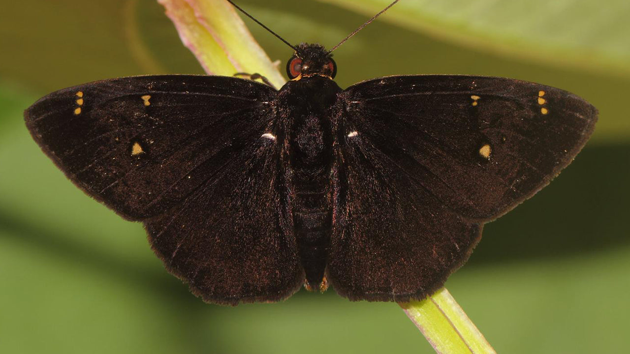 スリランカの蝶 – Lakpura®