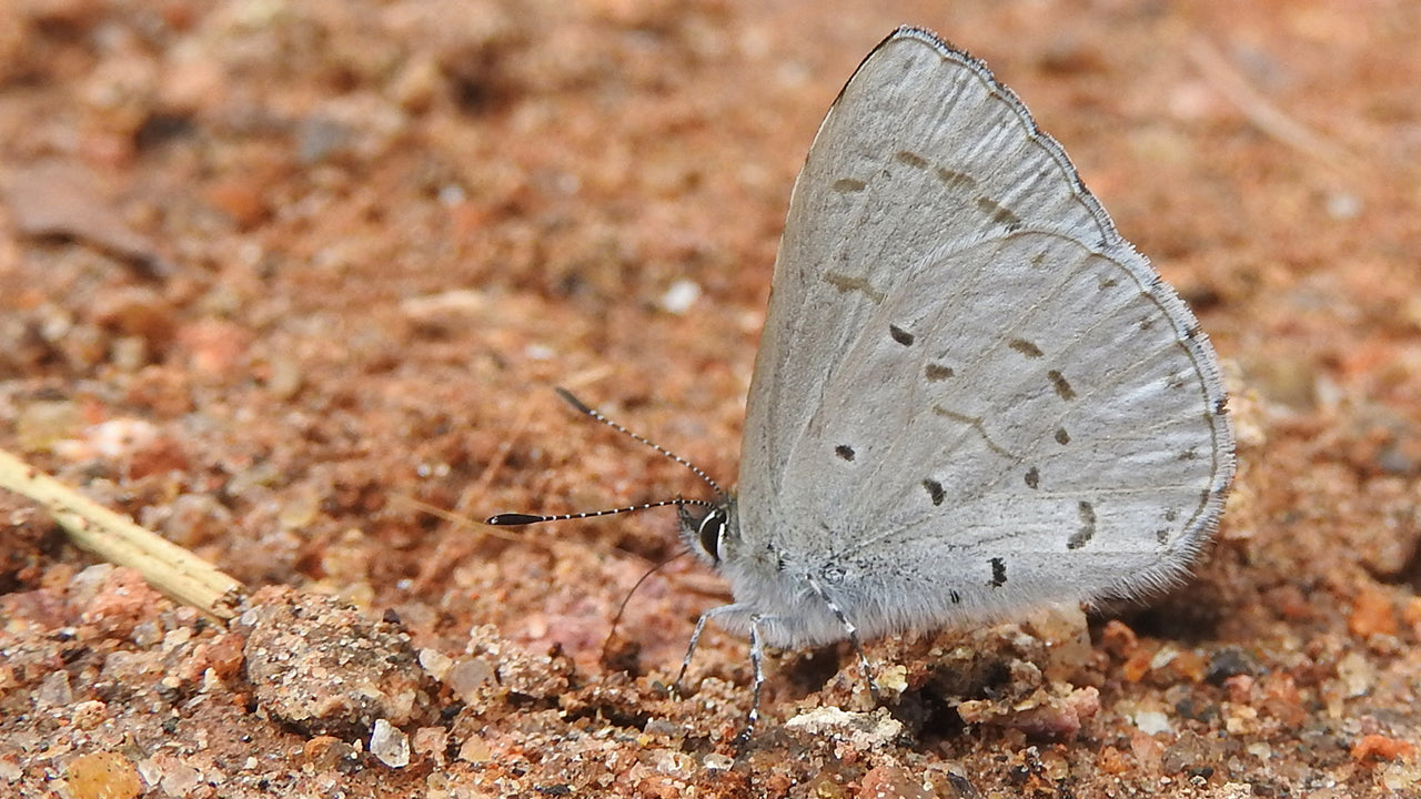スリランカの蝶 – Lakpura®