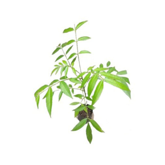 Lakpura® Ambaralla Plant