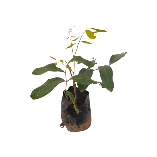 Lakpura® Sweet longan (Pani Mora) Plant
