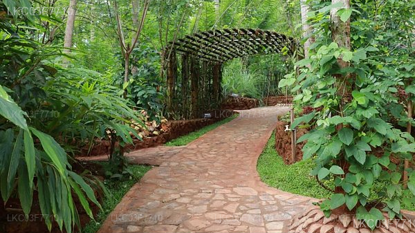 Colombo to Kandy Private Transfer with Sightseeing Stops