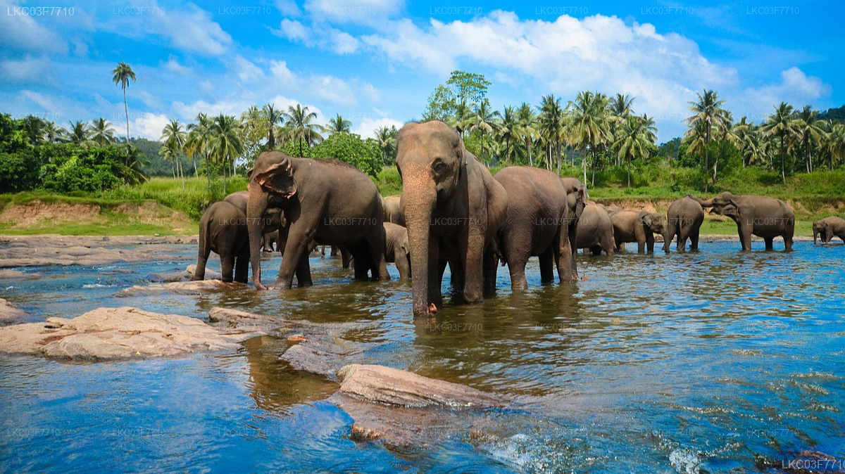 Colombo to Kandy Private Transfer with Sightseeing Stops