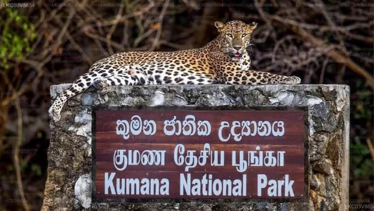 Kumana Safari and Heritage Full Day Tour from Arugam Bay