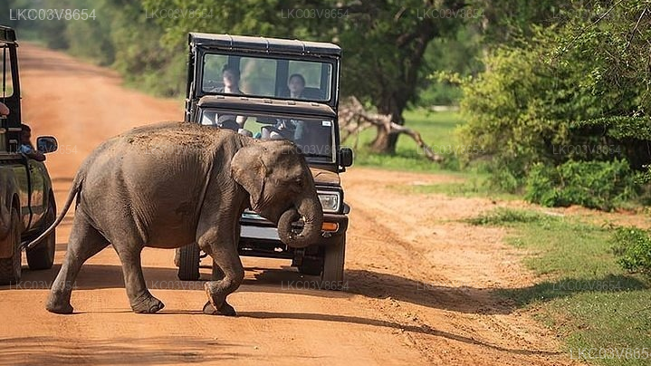 Kumana Safari and Heritage Full Day Tour from Arugam Bay