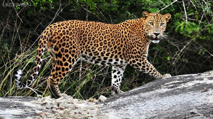 Kumana Safari and Heritage Full Day Tour from Arugam Bay