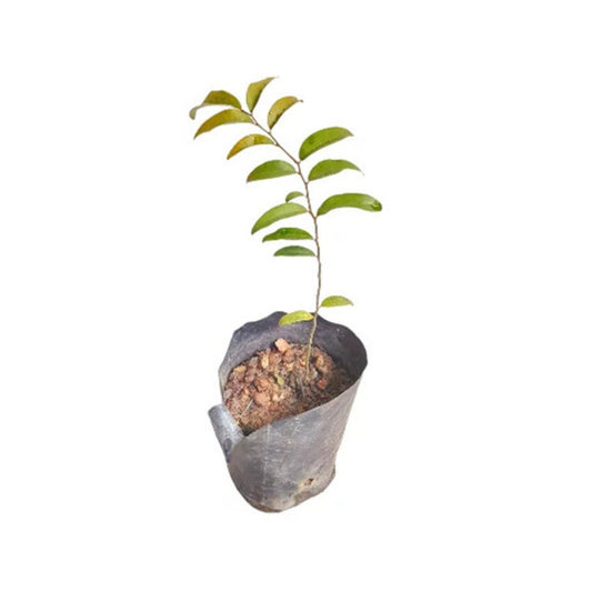 Lakpura® Malla Plant
