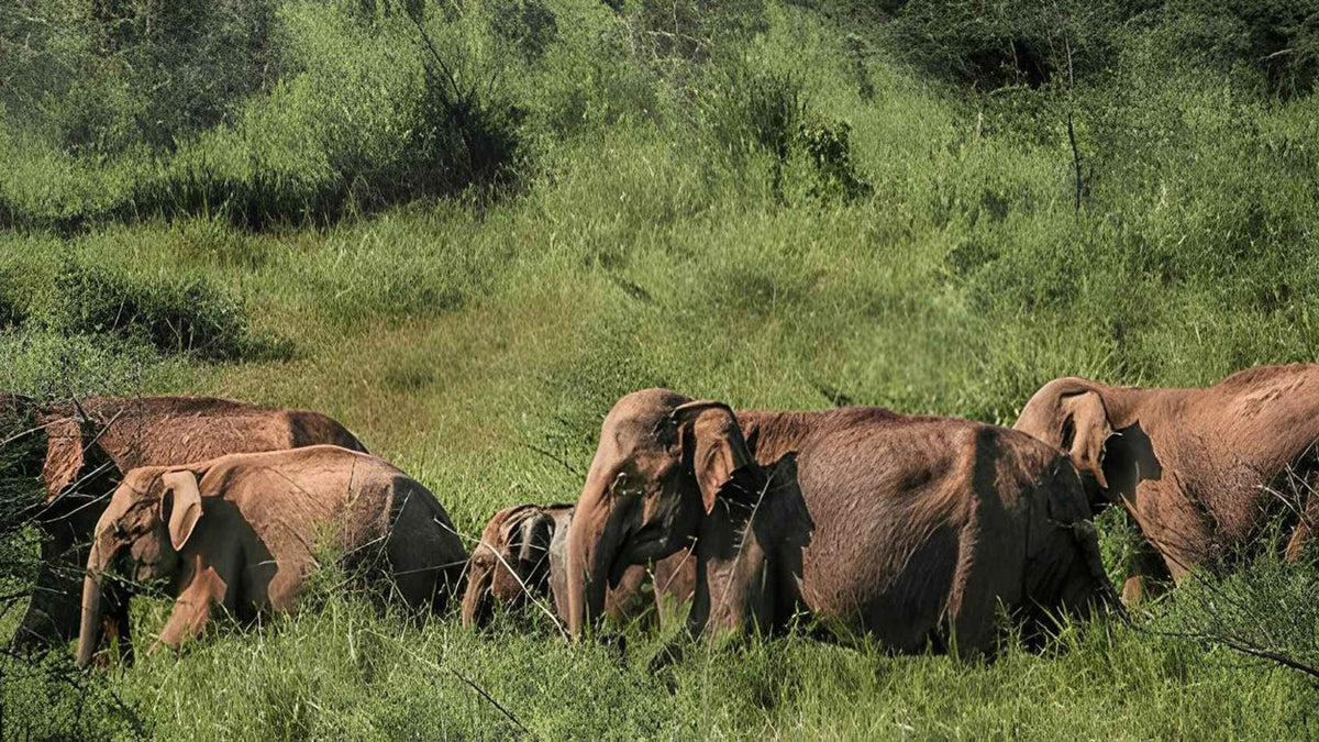 Maduru Oya National Park Private Safari from Kandy
