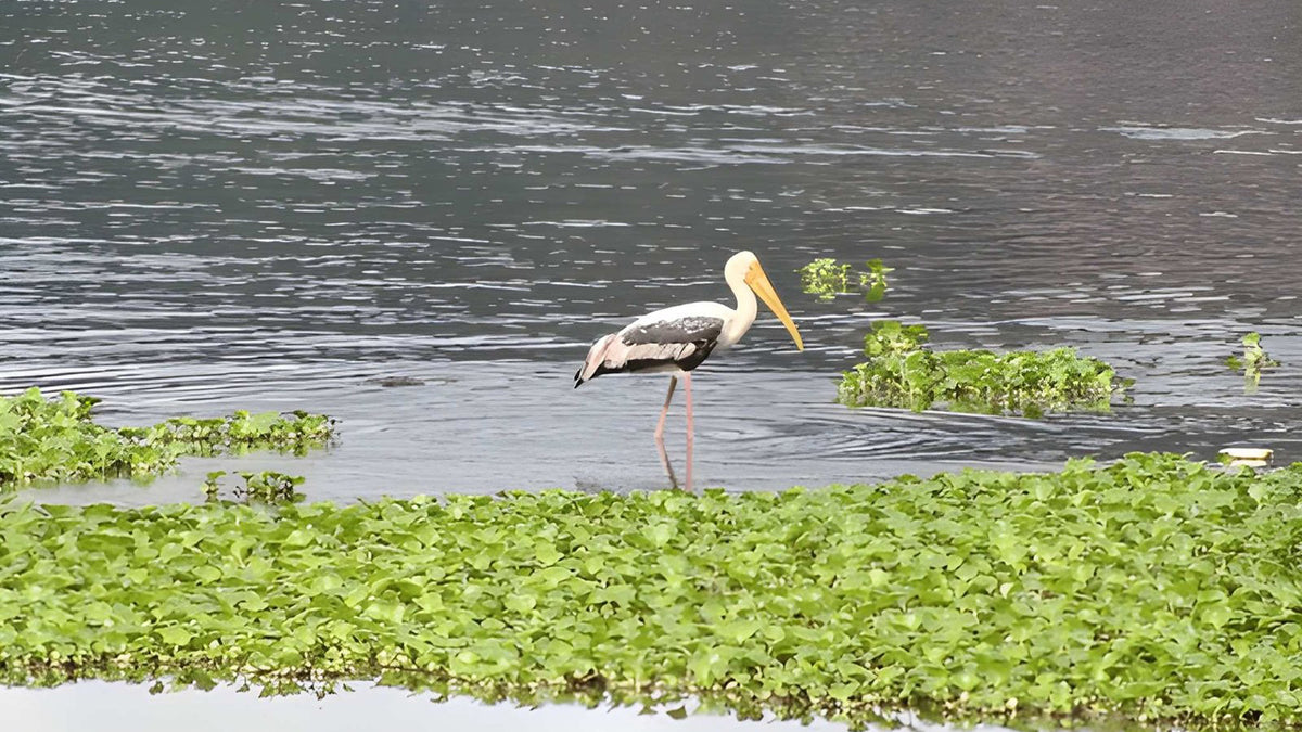 Maduru Oya National Park Private Safari from Kandy