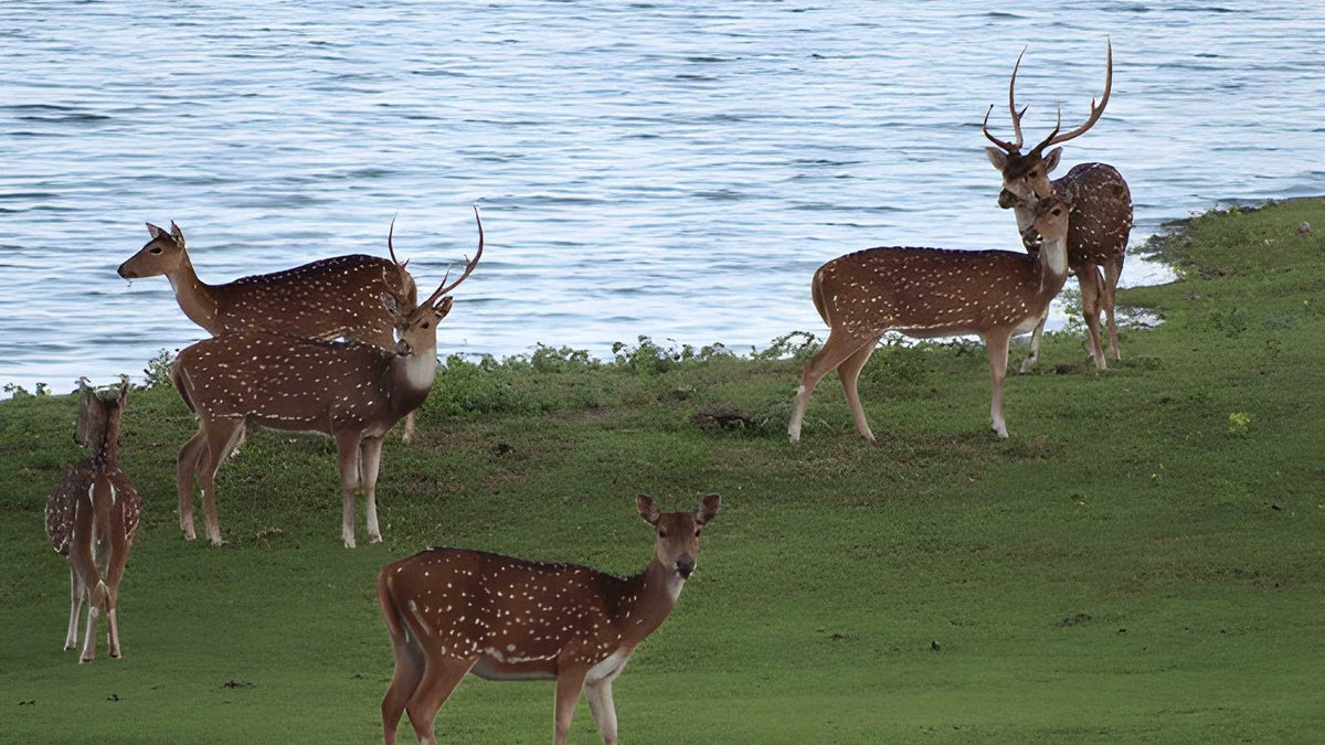 Maduru Oya National Park Private Safari from Kandy
