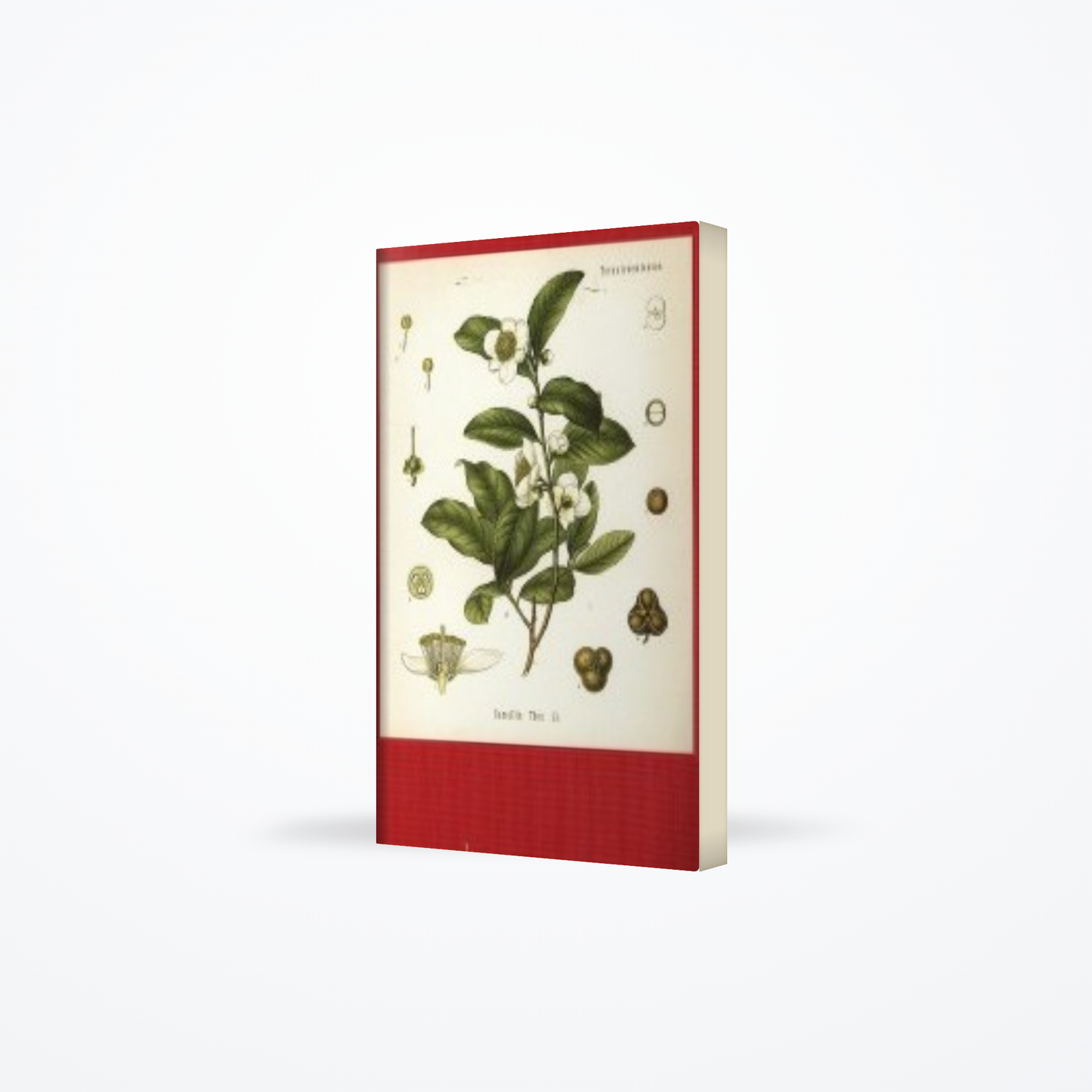 Ceylon Tea : The Trade That Made A Nation