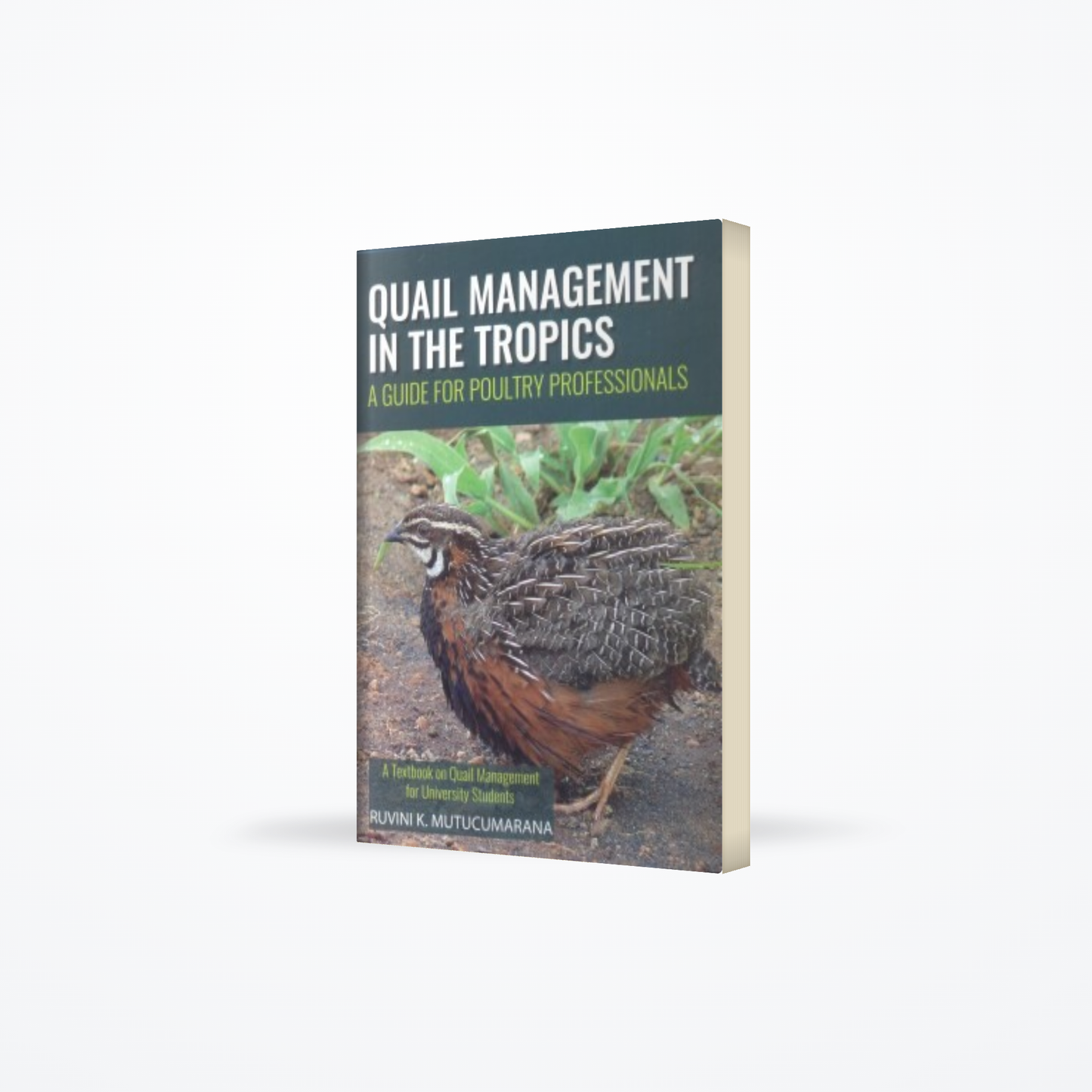 Quail Management In The Tropics