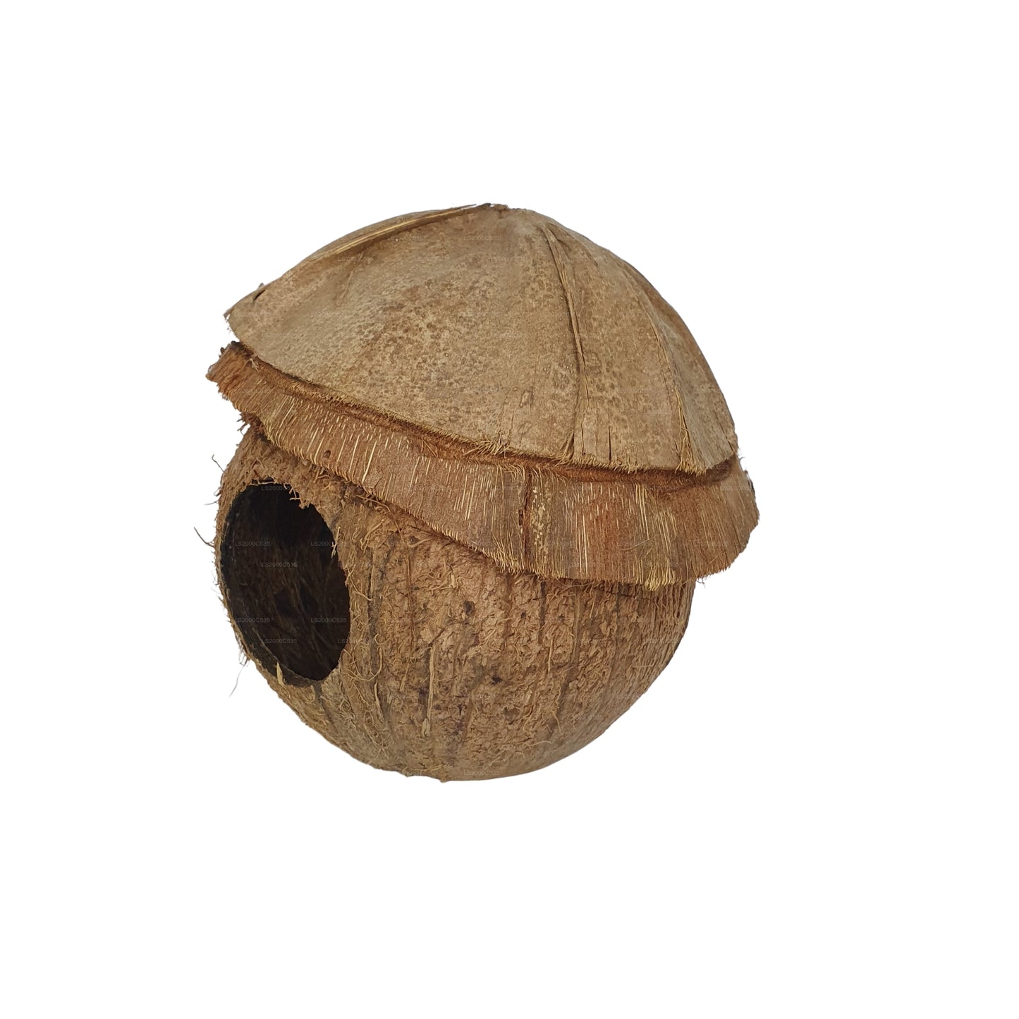 Bivenro Natural Coconut Bird Nest With Husk Cap Design (Free Size)