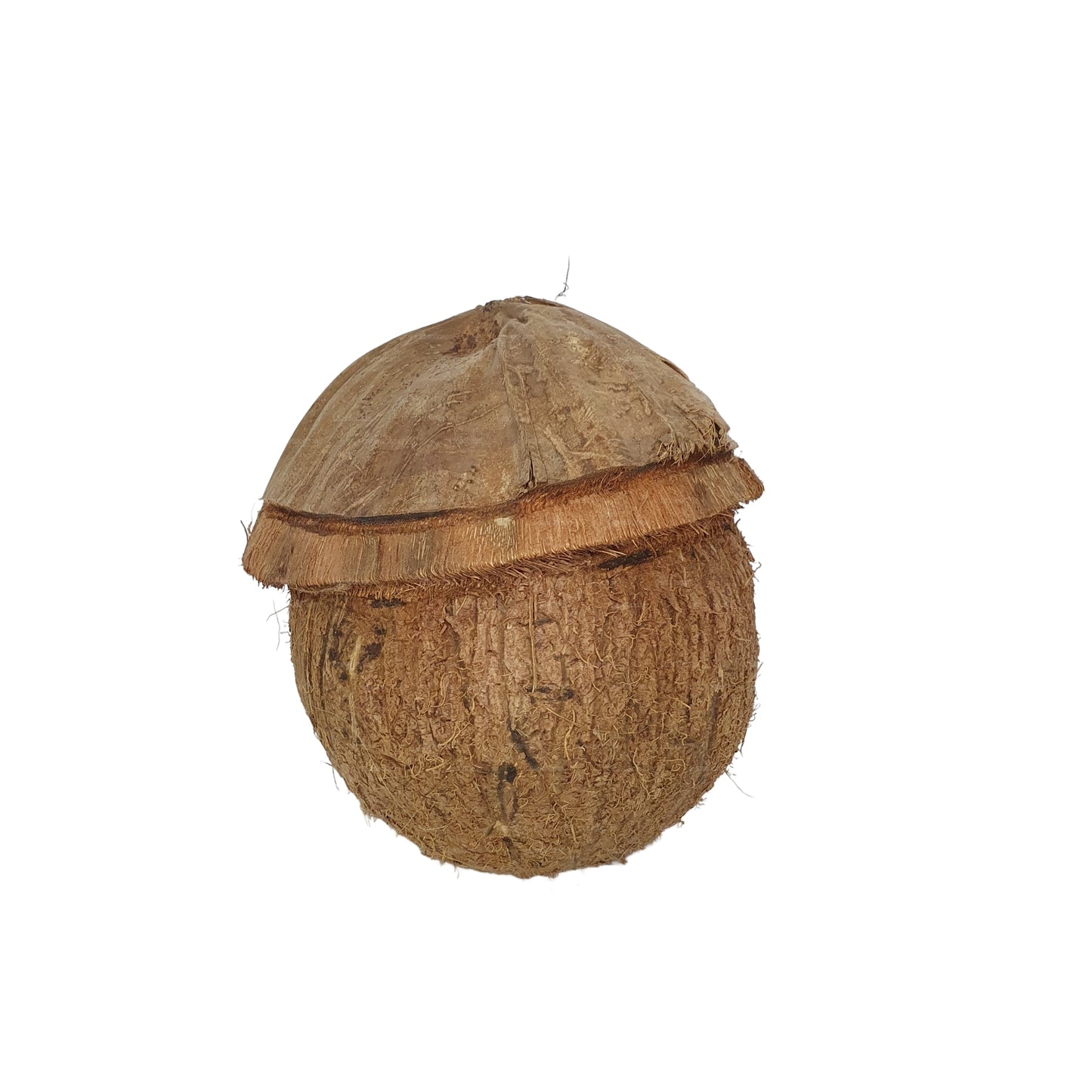 Bivenro Natural Coconut Bird Nest With Husk Cap Design (Free Size)