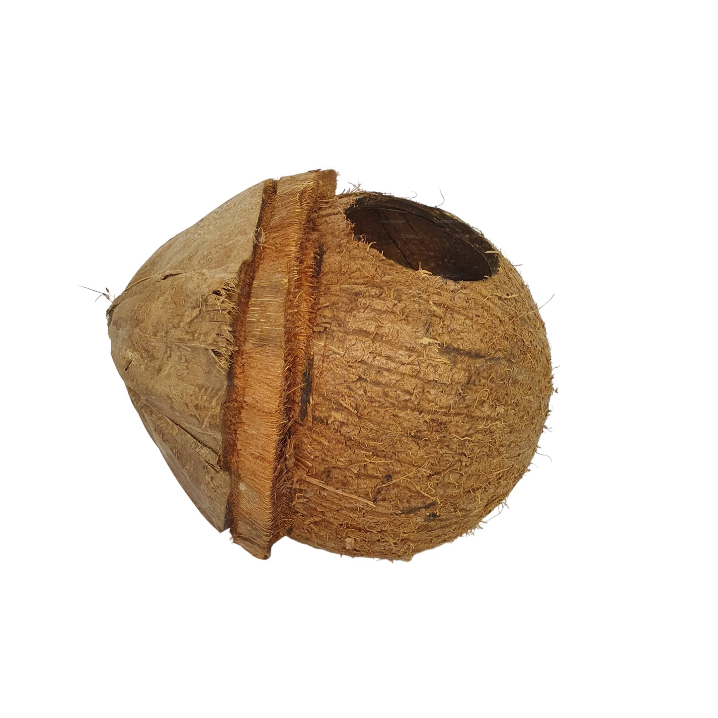 Bivenro Natural Coconut Bird Nest With Husk Cap Design (Free Size)
