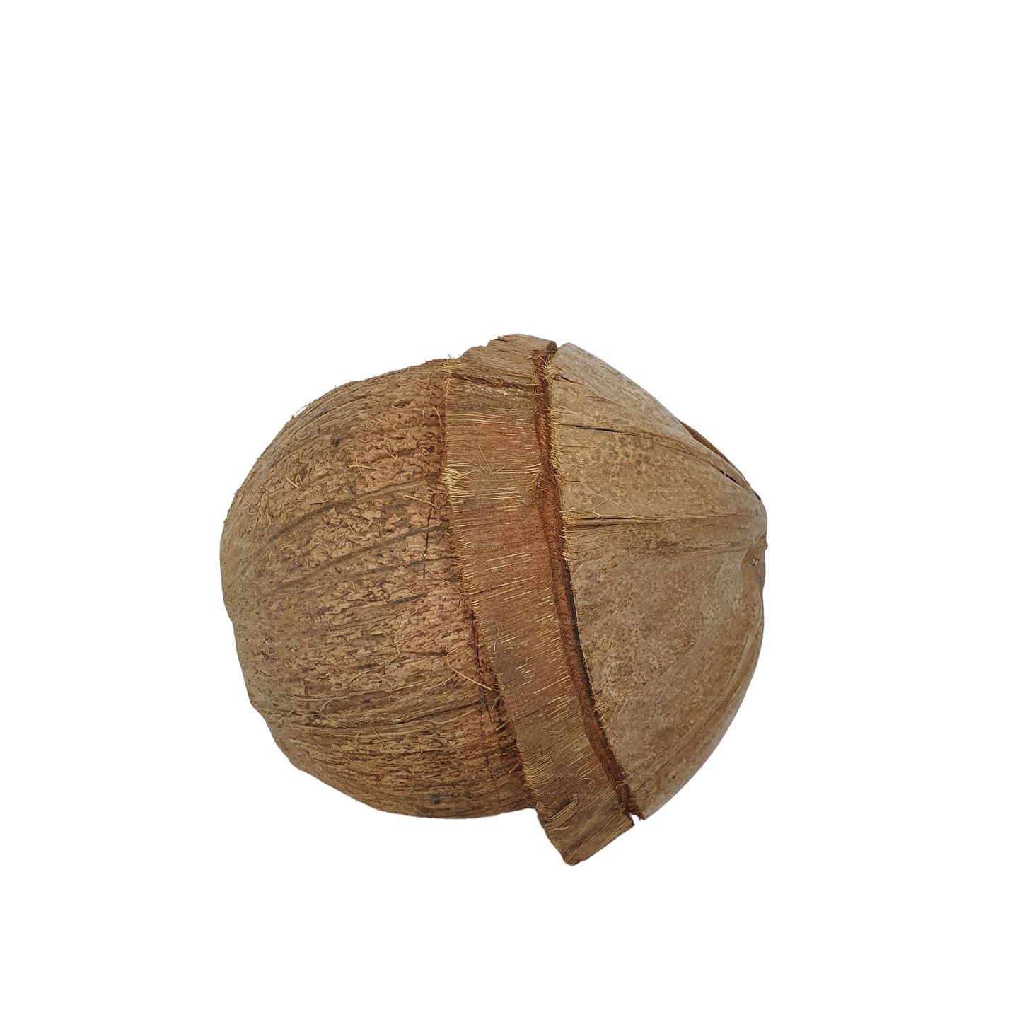 Bivenro Natural Coconut Bird Nest With Husk Cap Design (Free Size)