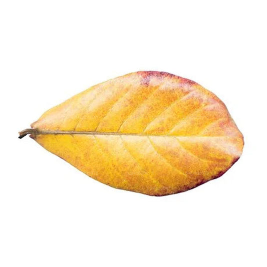 Lakpura® Wildcrafted Dehydrated Terminalia Catappa Leaves (Kottamba, Indian Almond) Pack