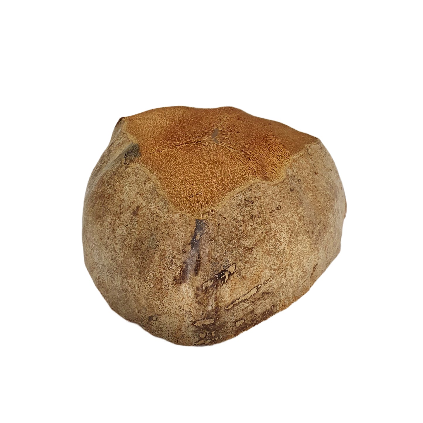 Bivenro Natural Coconut Planteringskruka Design (fri storlek)