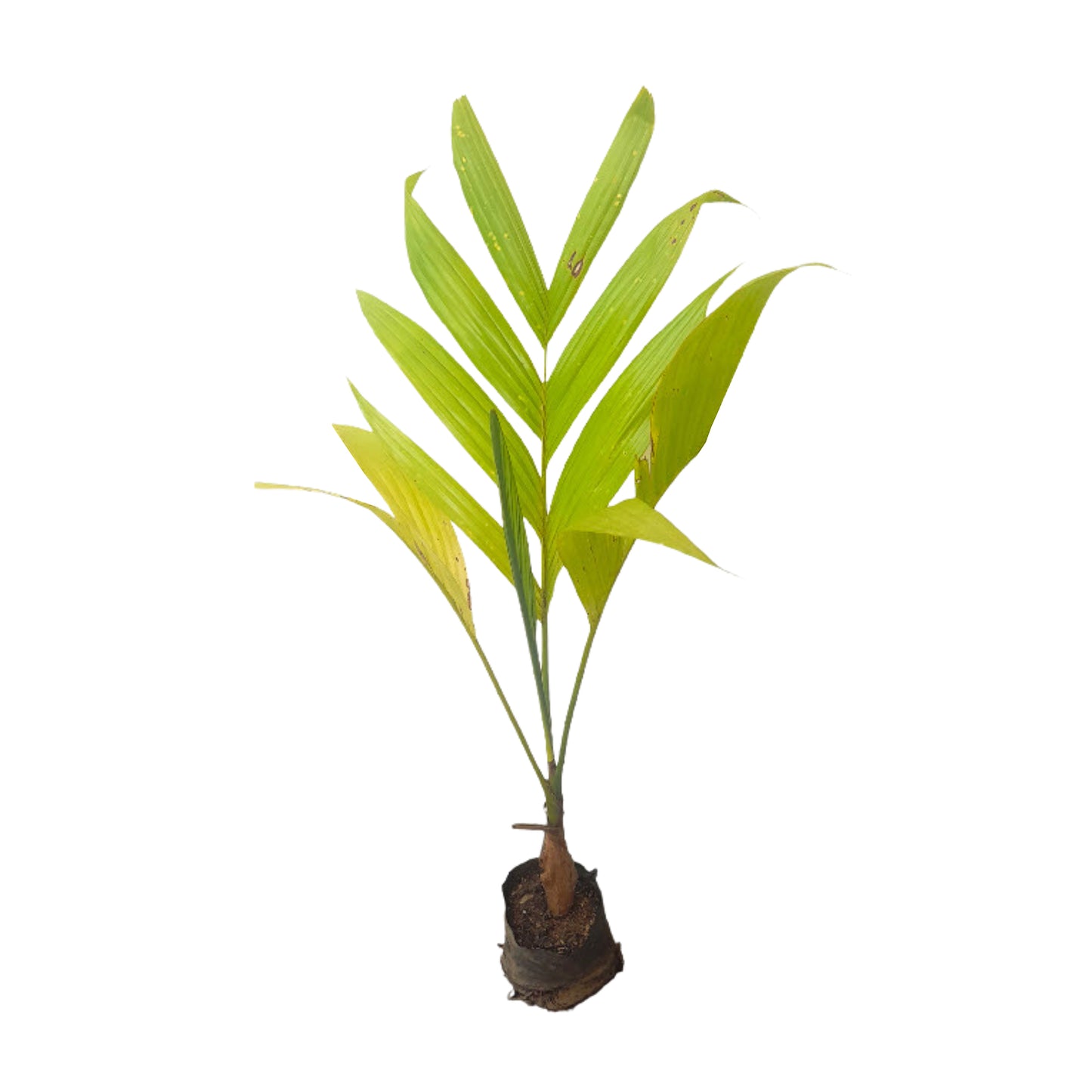 アレカナッツ (දේශීය පුවක් බීජ) 森林植物