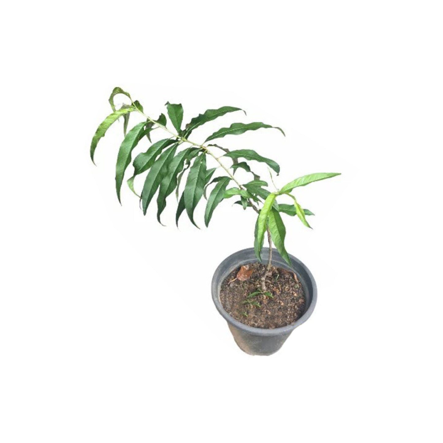 Lakpura® Peach Layered Plant