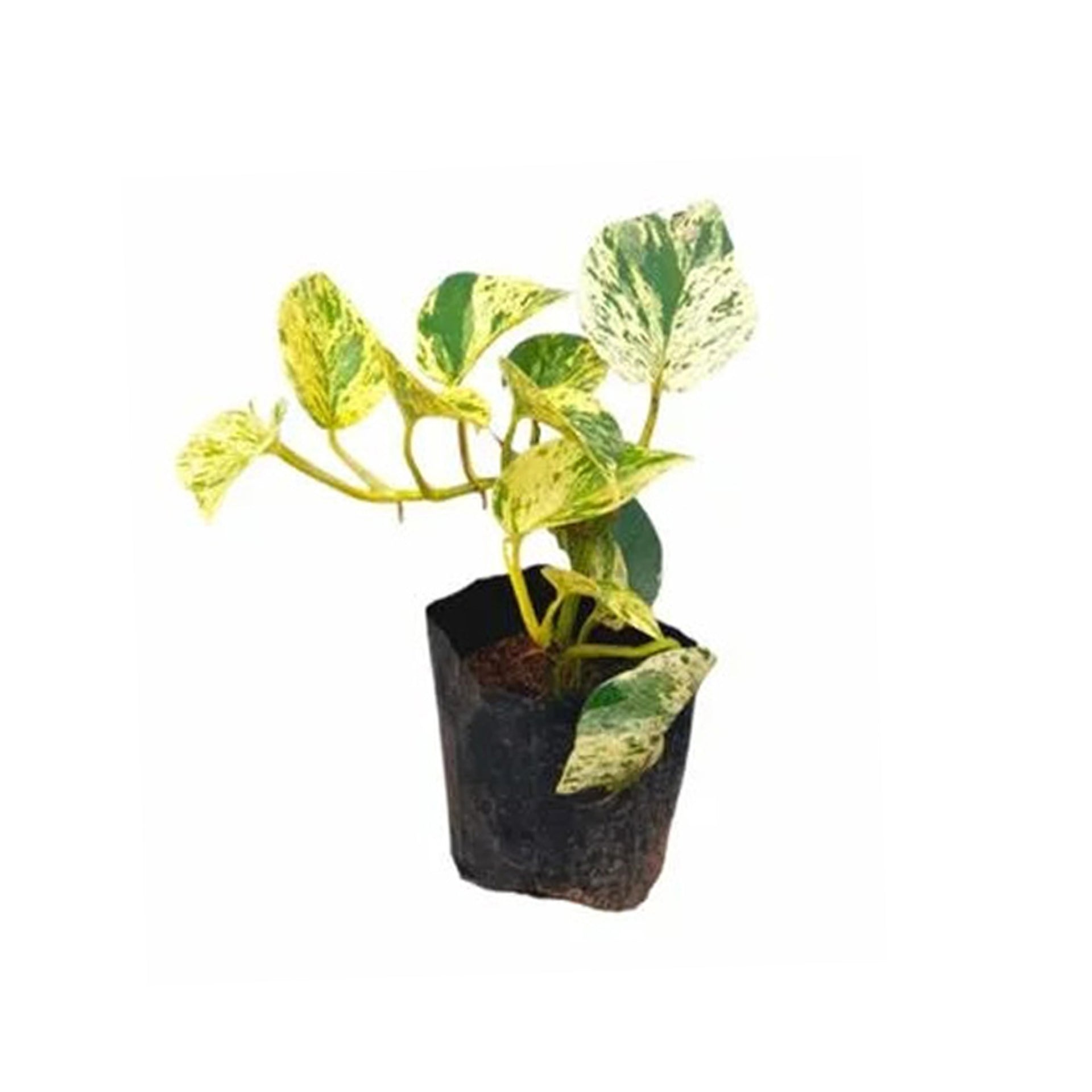 is golden pothos money plant Lakpura® Golden Pothos Money Plant