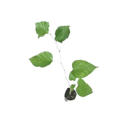 Lakpura® Ceylon Mulberry Plant