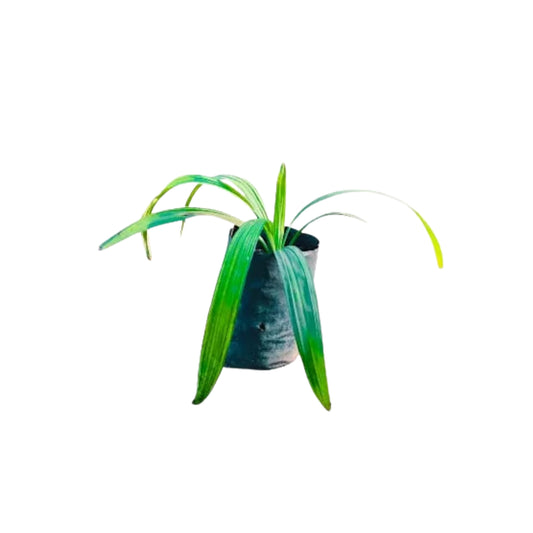 Bin Thal (බිං තල්) Heilpflanzen