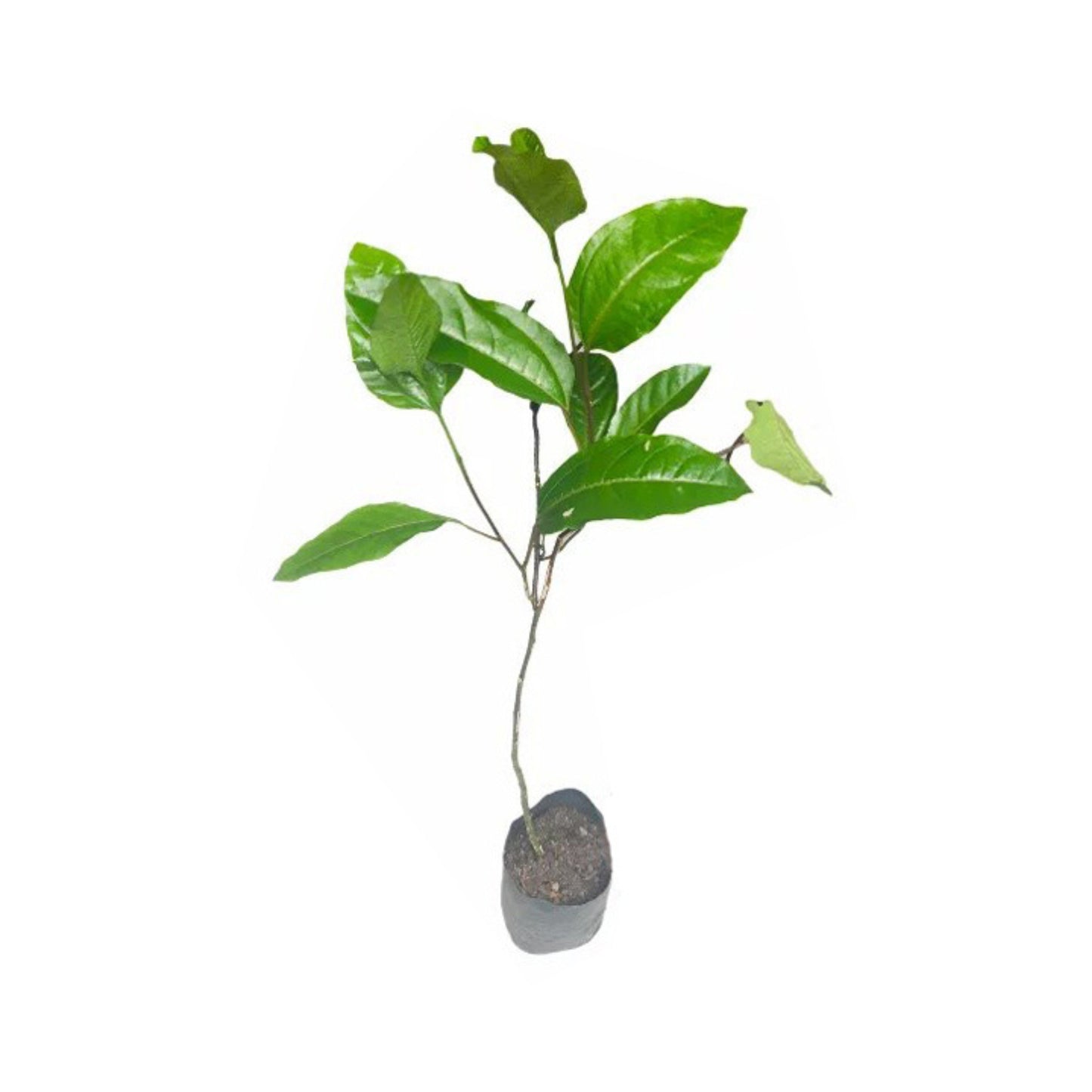 Lakpura® Red Passion Layered Fruit Plant