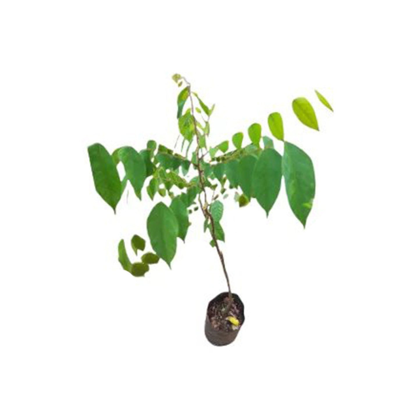 Lakpura® Star Fruit (Pani Kamaranga) Grafted Plant