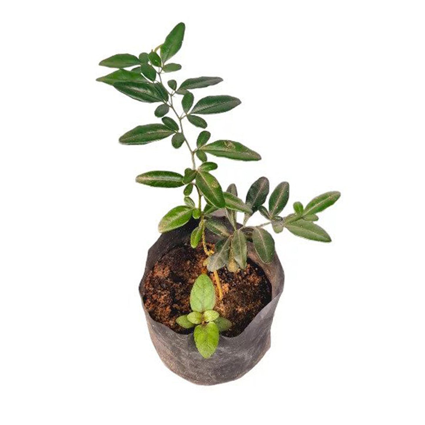 Kasthuri Lime () Lægeplanter