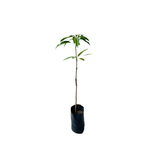 Lakpura® Thai Purple Mango-geënte plant
