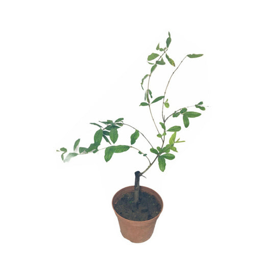 Lakpura Indische rote Granatapfelpflanze