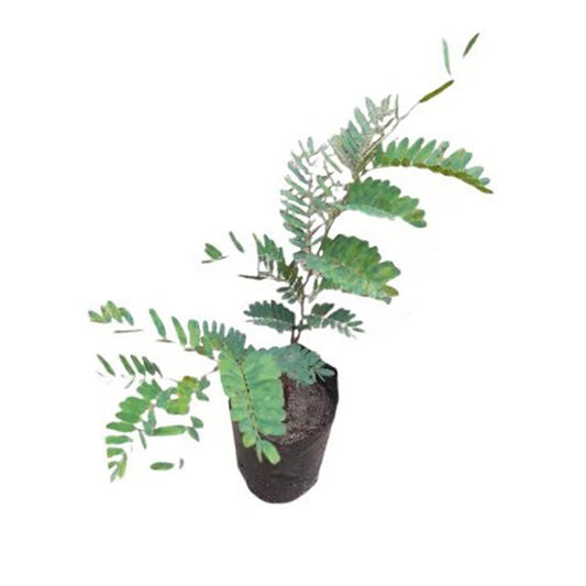 Lakpura zoete tamarinde-fruitplant