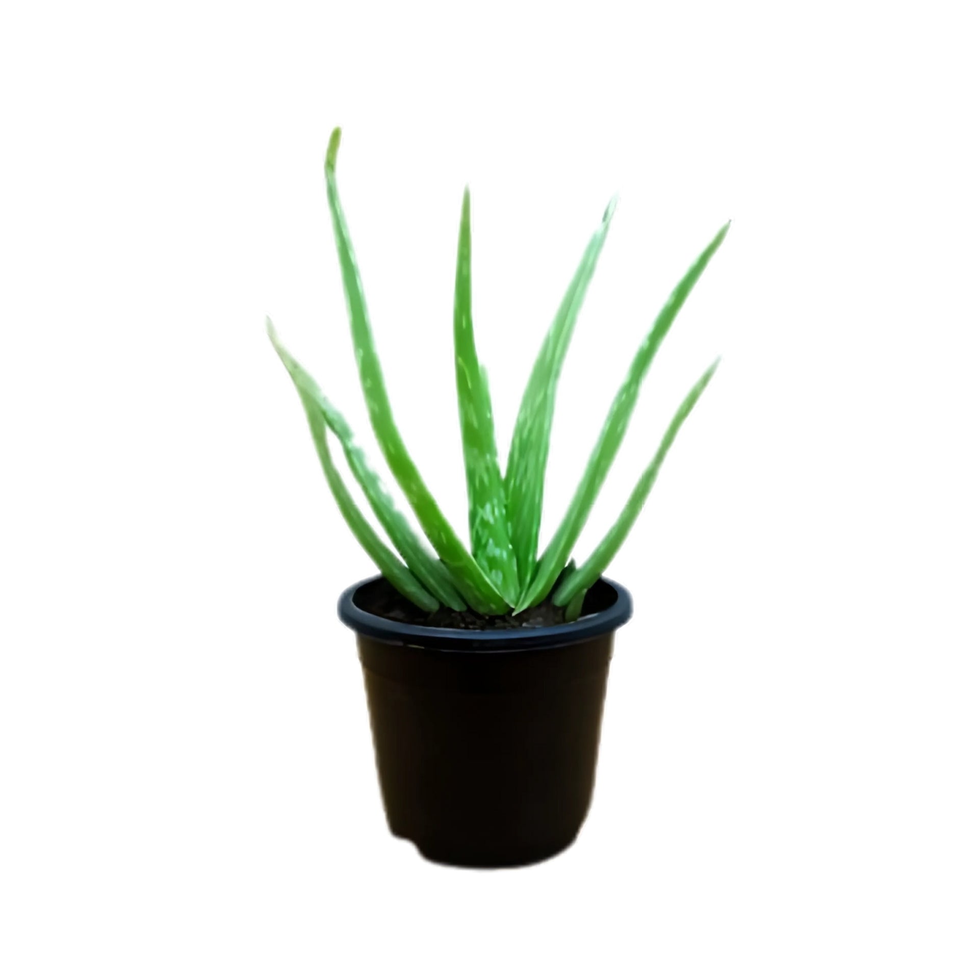indische aloe vera Lakpura Aloe Vera (Komarika) -Pflanze – Lakpura®