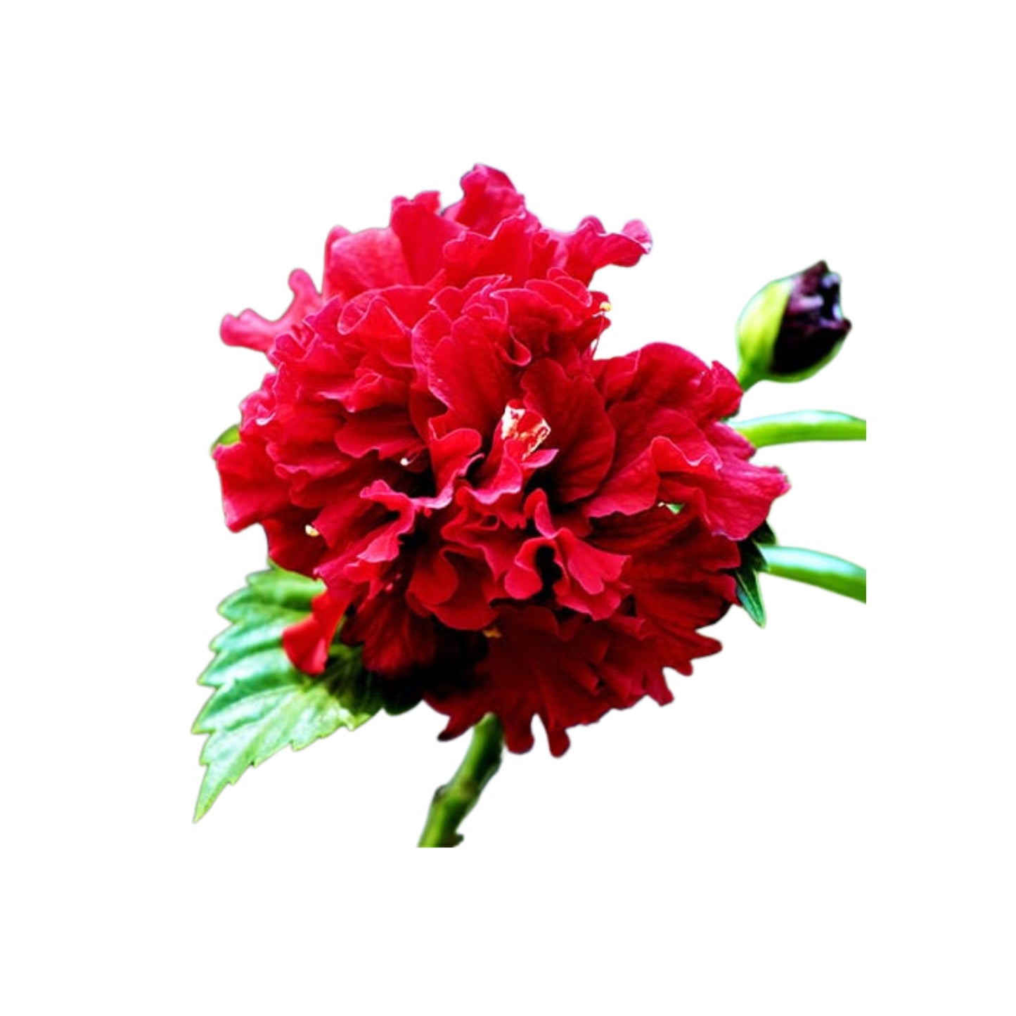 Hibiscus met dubbele bloemblaadjes (rood) exotische plant