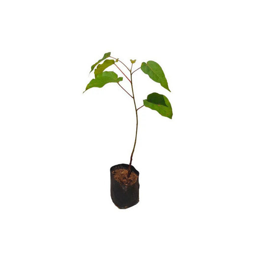 Lakpura® Pathana Bo Plant