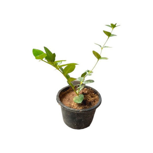 Lakpura® Sweet Jamson Layered Plant