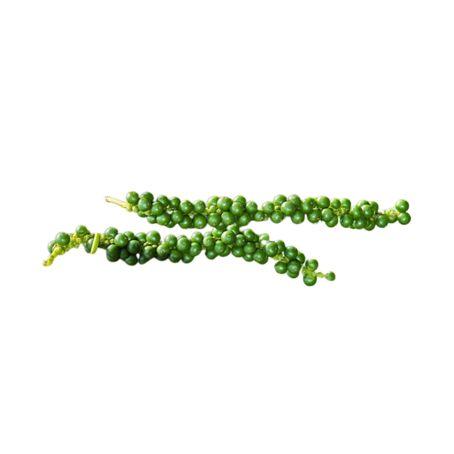 Lakpura® Vinepeber (Wel Gammiris) Planter