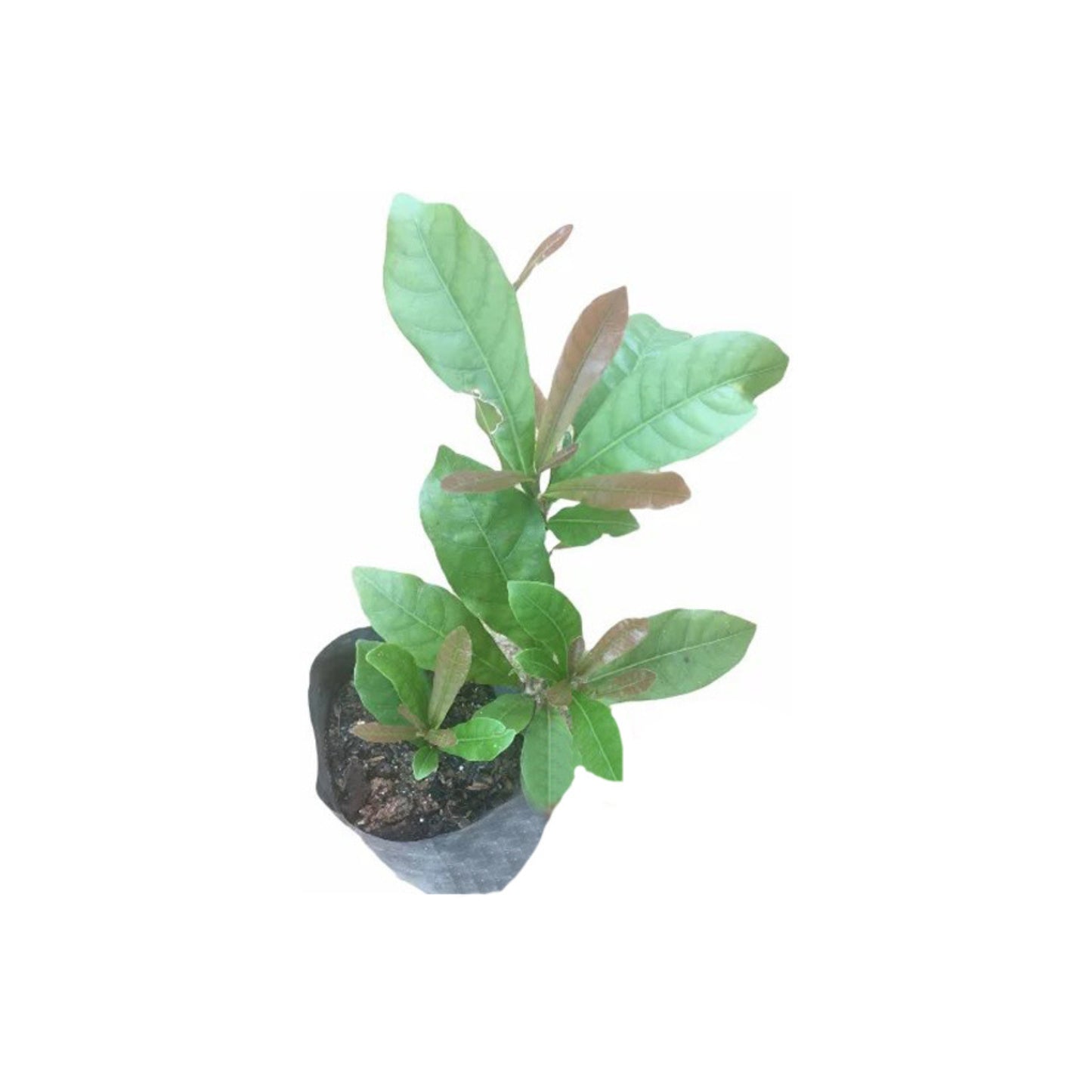 ミラクルベリー (මිරකල් බෙරි ලේයර්) 果物植物