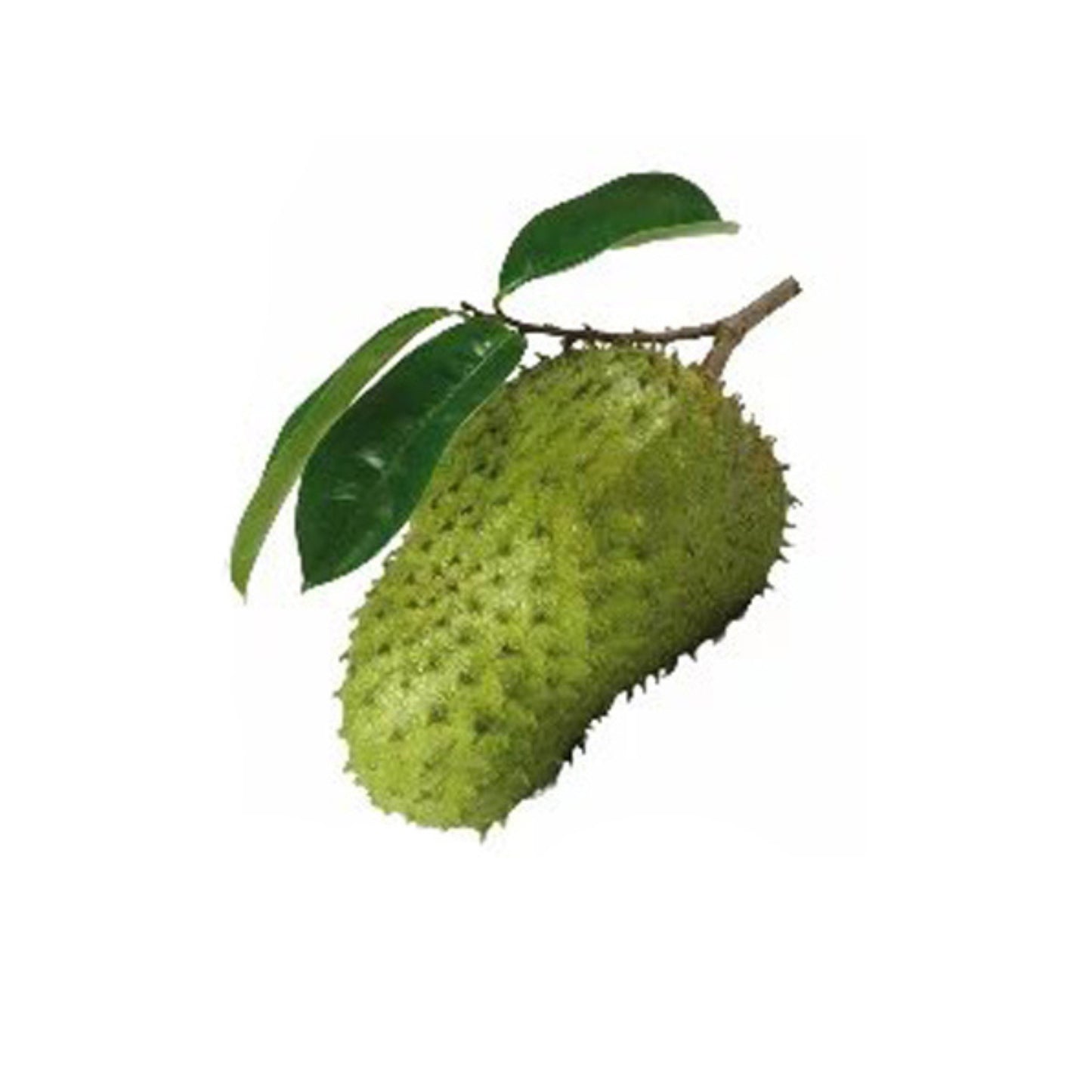 Lakpura Soursop (Katu Anodha) Layered Plant
