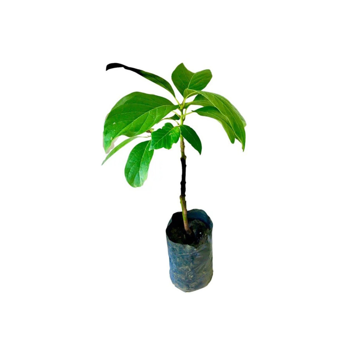 アボカド (අලිගැට පේර බද්ධ) 果実植物