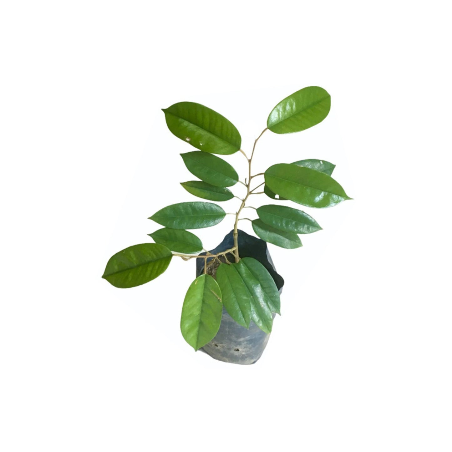 Lakpura® Horana Gold Durian Grafted Plant